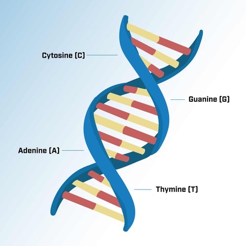 UVC_organisms-and-nucleic-acids